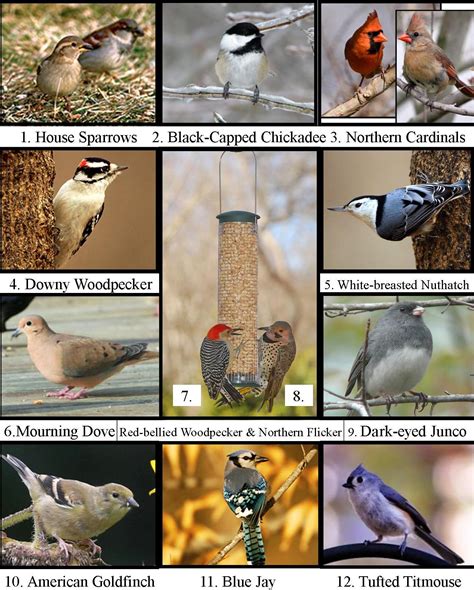 The Common Birds that Visit Bird Feeders in Michigan - Sigloxxi