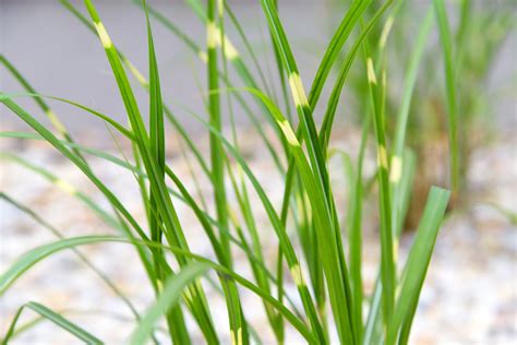 How To Grow And Care For Zebra Grass