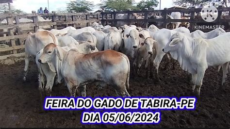 Feira do Gado de Tabira PE Preços dos Nelore no Curral dia 05 06 2024