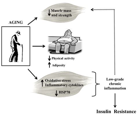 Lifestyle And Aging Effects In The Development Of Insulin Resistance — Activating The Muscle As