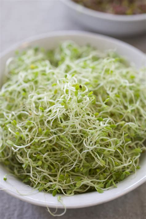 My Favorite Types Of Sprouts To Grow At Home • Gardenary