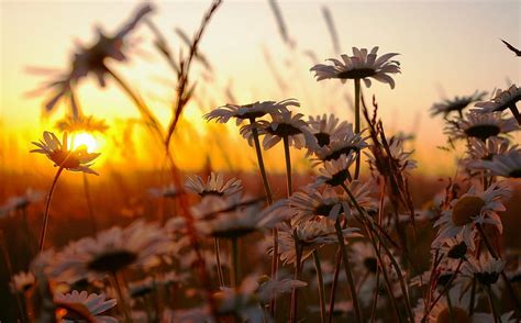 Daisies At Sunset Daisy Nature Sunset Flower Hd Wallpaper Peakpx