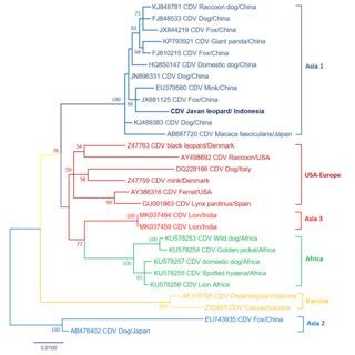 Cdv Antigen And Rna Distribution In The Brain Of Infected Foxes A