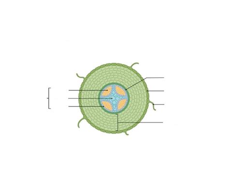 Label the Dicot Root Quiz