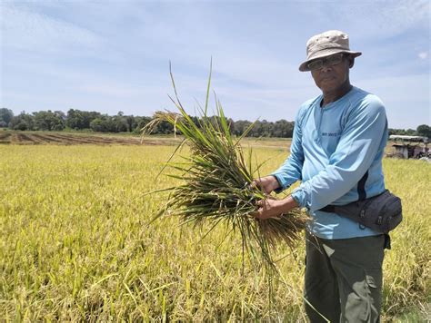 DUN Kelantan Peruntukan RM1 8 Juta Bantu Pesawah Terjejas Kemarau