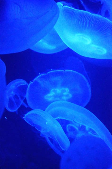 Blue Jellyfish Water Aesthetic, Neon Aesthetic, Medusa, Blue Jellyfish, Everything Is Blue ...