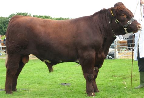 Filered Shorthorn Bull Img 0077 Wikipedia