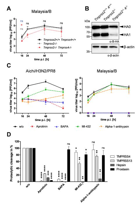 Virus Replication In Primary Murine Aecii Of Tmprss2 Tmprss4 Download Scientific Diagram