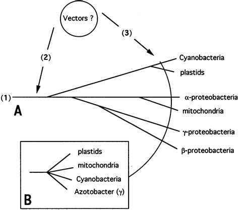 Schematic Drawing Showing The Expected Phylogenetic Branching Of The