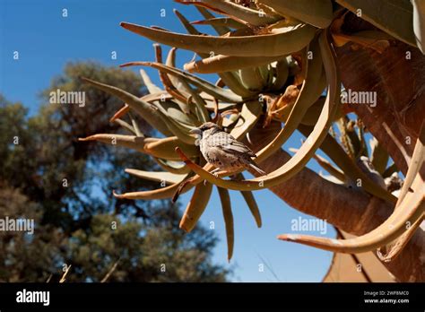 Sociable Weaver Philetairus Socius Is A Passerine Bird Endemic To