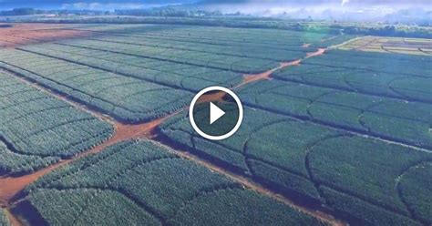 Del Montes Pineapple Plantation In Bukidnon Is One Of The Worlds Largest