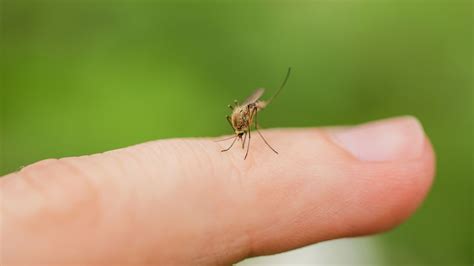 You're a mosquito magnet because of how you smell, says study