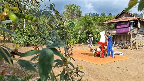 Kehidupan Nyata Giling Kopi Basah Milik Tetangga Kebun Dan Servis