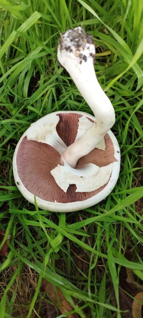 Field And Button Mushrooms By Danielmarechal INaturalist