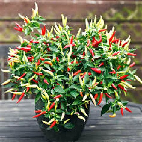 Pepper Hot Basket Of Fire Chilli Fruit Seeds Viridis Hortus