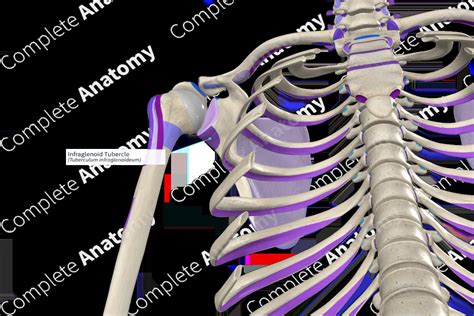 Infraglenoid Tubercle | Complete Anatomy