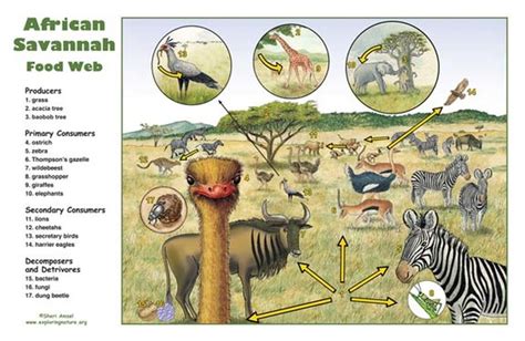 Tropical Savanna - Grasslands Biome Project