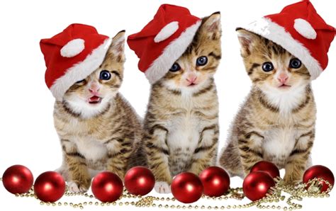 Christmas Kittens