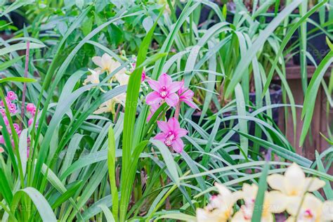 Pink Exotic Orchid Flowers In Botanical Garden Stock Photo At