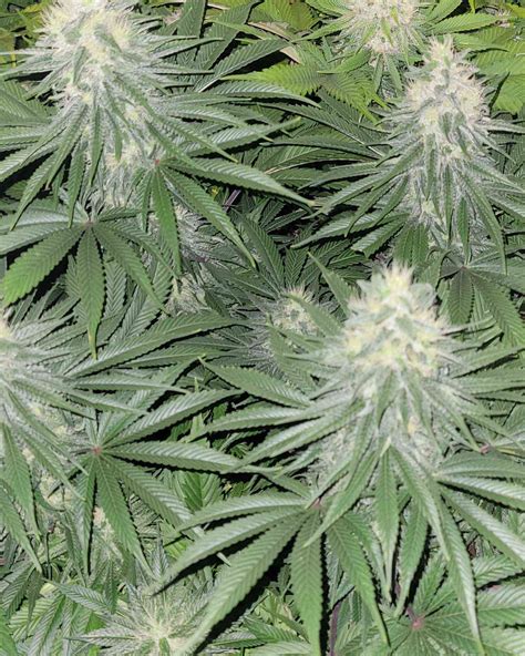 White Widow By Crop King Seeds Cannabis Strain Reviews Coco For Cannabis Forum