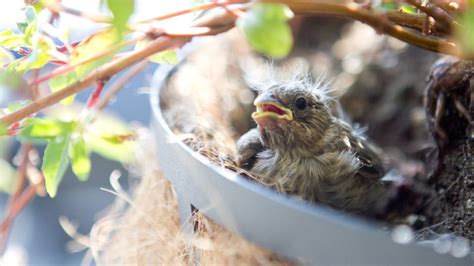 Finches: Mating Habits, Nesting & Eggs - SongbirdHub