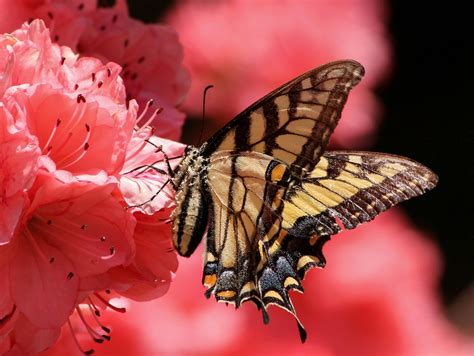 243 Beautiful Butterfly Pictures · Pexels · Free Stock Photos