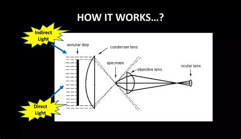 Dark Field And Phase Contrast Microscope PPT