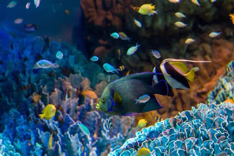 Angelfish Wallpapers - Top Free Angelfish Backgrounds - WallpaperAccess