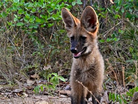 Parque Vida Cerrado transfere primeiros lobos guarás que integram