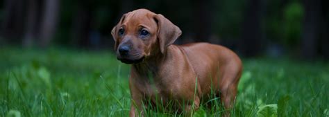 Rhodesian Ridgeback Steckbrief Pflege und Ernährung