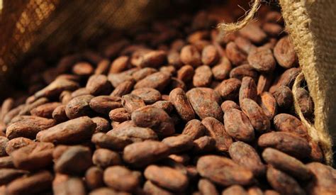 Economie le trafic du cacao ivoirien vers la Guinée considéré comme