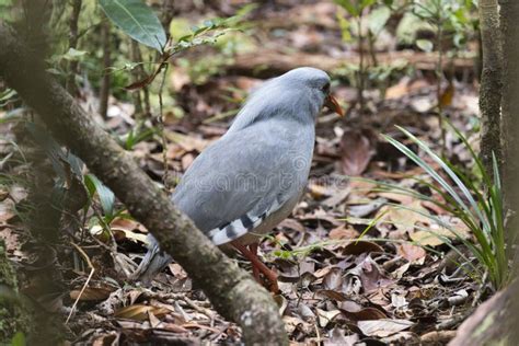 A Cagou Bird Photo, New Caledonia Stock Image - Image of gray, grass ...