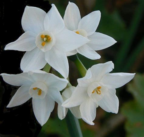 White Jonquil - march birth flower (option) | Jonquil flowers, Birth flowers, Jonquil