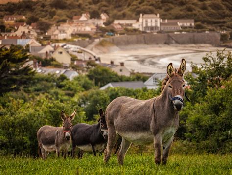 Take A Day Trip to Guernsey Island – Beauty That Walks