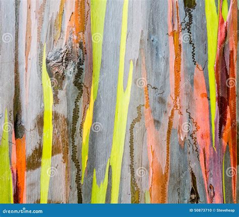 Detail Of Colorful Bark Of Rainbow Eucalyptus Tree Stock Photo Image