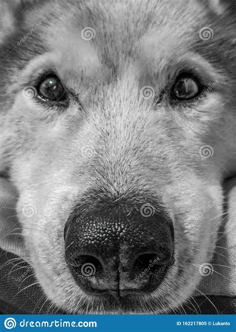 Siverian Stock Photos - Free & Royalty-Free Stock Photos from Dreamstime