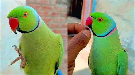 Parrot Sound Mithu Mithu Talking Parrot Completion 🦜 Indian Parrot Natural Sound Bolny Wala Tota