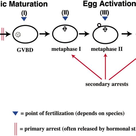 Oocyte Meiotic Maturation And Egg Activation The Oocytes Of Most Download Scientific Diagram