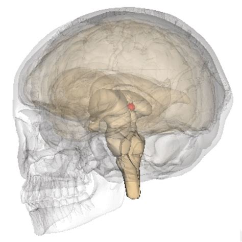 Pineal Gland Hormones Tutor by Joseph Kodet