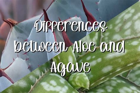 Agave And Aloe Comprehensive Guide To How To Tell Them Apart