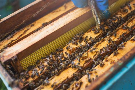 Las Abejas En La Entrada Frontal De La Colmena De Cerca Vista De Cerca