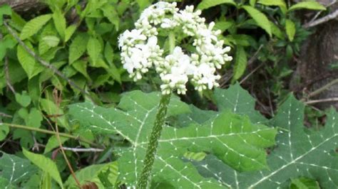 Cuáles Son Las Propiedades Medicinales De “mala Mujer” La Planta Que Se Usa En Pomadas Infobae