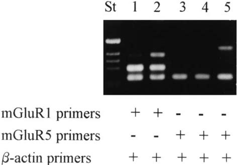 Rt Pcr Assay Of The Expression Of Mglur Mglur And Bactin Mrnas By