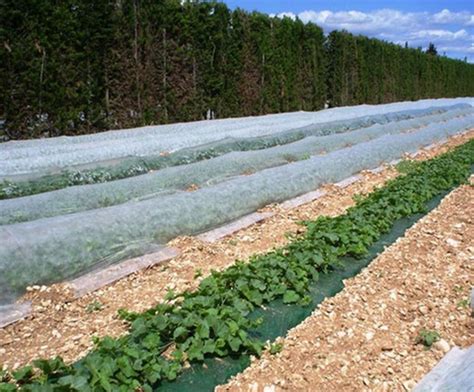 Manta térmica para cultivos Planas