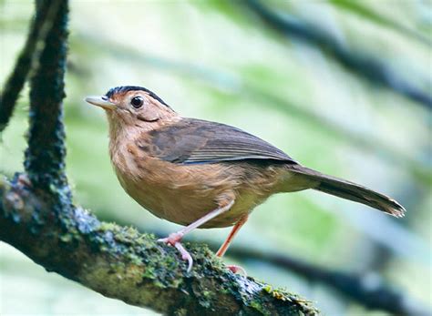 Sri Lankan Endemic Birds Lanka Mudun Bora Demalichcha The Brown