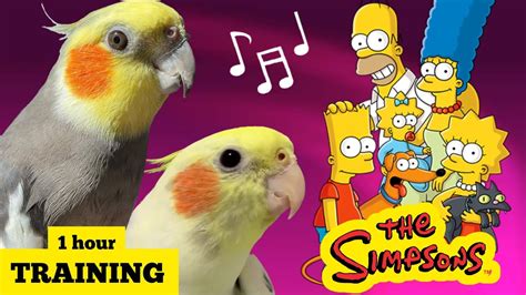 Training Cockatiel To Sing The Simpsons Theme COCKATIEL WHISTLE