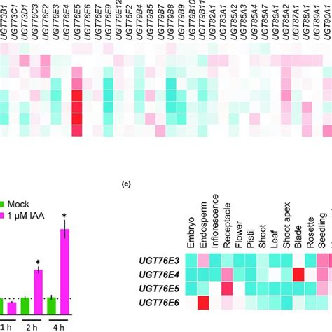 An Arabidopsis Noncharacterised UGT Member Upregulates Upon Auxin