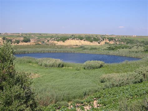 Reviving extinct Mediterranean forests | EcoTone: News and Views on ...