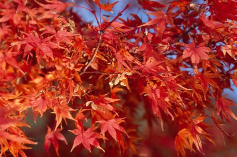 秋になると、なんで木々は紅葉する？ アマナとひらく「自然・科学」のトビラ Nature ＆ Science