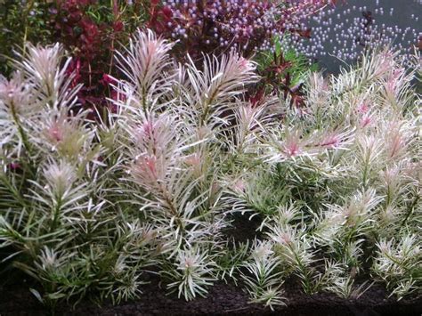 Alternanthera Reineckii Mini The Perfect Plant For Small Aquariums